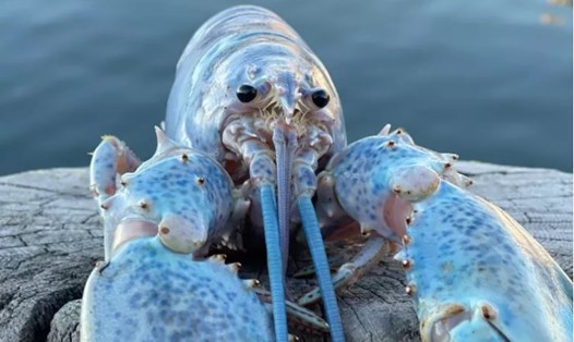 Con tôm hùm kẹo bông cực kỳ quý hiếm ở Mỹ, cơ hội bắt được con vật này là 1 trên 100 triệu lần. Ảnh: Get Maine Lobster