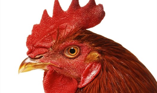 Đầu gà chứa một số chất độc hại sẽ gây ảnh hưởng đến sức khỏe nếu ăn thường xuyên. Ảnh: Xinhua