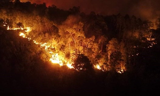 Rừng bạch đàn của dân tại khu 8 phường Bãi Cháy, TP Hạ Long bị cháy đêm qua (30.11.2021). Ảnh: CTV