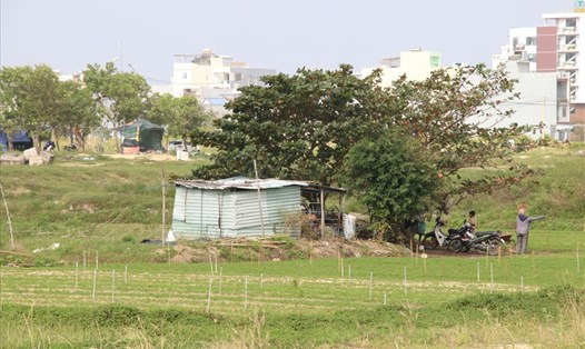 Người dân tận dụng trồng nông sản trên 2 khu "đất vàng" đang xảy ra tranh chấp ở Đà Nẵng. Ảnh: Thanh Chung