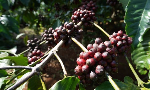 Nhiều doanh nghiệp ở Gia Lai muốn nâng tầm vị thế hạt cà phê Việt ra thị trường thế giới. Ảnh T.T