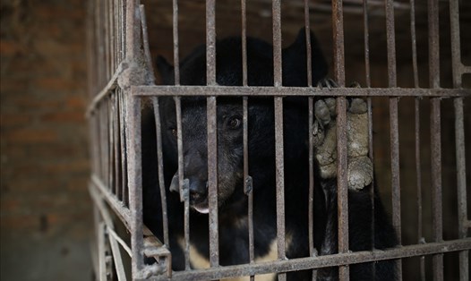 Cứu hộ cá thể gấu cuối cùng bị nuôi nhốt tại Sơn La. Ảnh: ĐVCC.