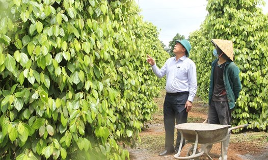 Nông dân ở Đắk Nông đã sản xuất hồ tiêu hữu cơ để bảo đảm tiêu chí xuất khẩu. Ảnh: Phan Tuấn