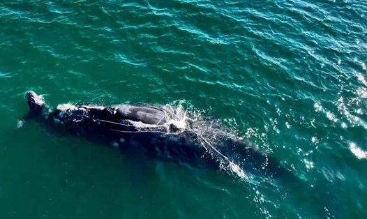 Cá voi đen là loài đang có nguy cơ tuyệt chủng. Ảnh: Newsweek