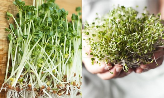 Những lợi ích bất ngờ của rau mầm bông cải xanh với sức khỏe. Đồ họa: Ngọc Ánh