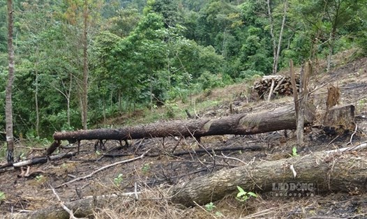 Yên Bái sẽ xử lý nghiêm các tổ chức, cá nhân có hành vi phá rừng, lấn chiếm đất rừng, gây cháy rừng nghiêm trọng. Ảnh: Văn Đức.