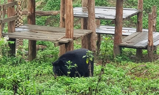 Hiện Cơ sở bảo tồn gấu Ninh Bình đang nuôi dưỡng và chăm sóc cho 40 cá thể gấu. Ảnh: NT