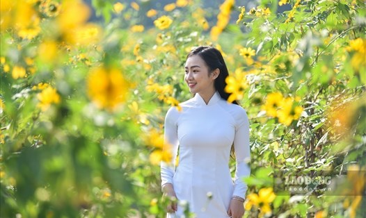 Vườn hoa dã quỳ tại quận Bắc Từ Liêm (Hà Nội) hút khách đến tham quan.