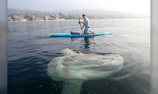 Cá thái dương xuất hiện ở bờ biển California, Mỹ. Ảnh: Project O