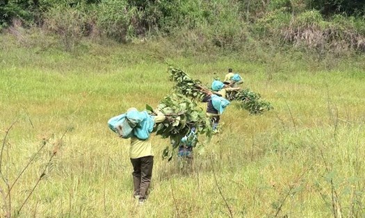 Cán bộ, người lao động Vườn Quốc gia Tà Đùng triển khai trồng rừng năm 2021. Ảnh: Phan Tuấn