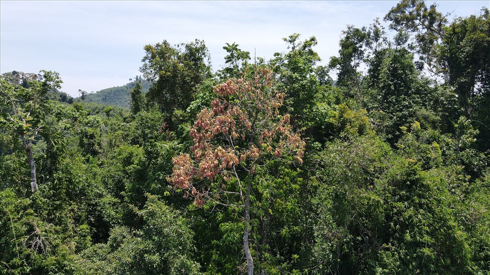 Giao cây giống ươi cho người dân vừa tạo sinh kế vừa bảo vệ rừng. Ảnh: Thanh Chung