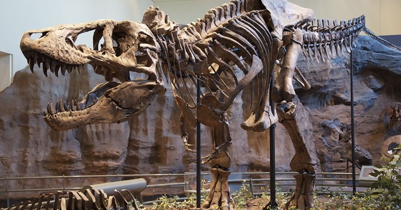 Thế giới động vật: Những loài khủng long săn mồi cổ đại đáng sợ nhất