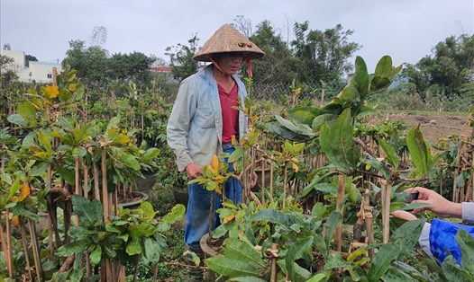 Vườn mai của một hộ dân ở thị xã An Nhơn, tỉnh Bình Định. Ảnh: D.P