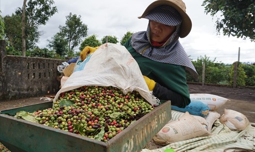 2 tỉnh có diện tích cà phê lớn nhất nước kiến nghị đầu tư kho bãi, đường sá, giảm thuế phí để nâng cao chất lượng chế biến cà phê. Ảnh T.T