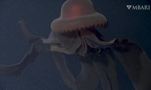 Con sứa biển sâu khổng lồ đầy ma mị Stygiomedusa gigantea. Ảnh: MBARI
