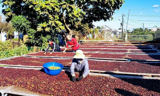 Sản xuất cà phê xuất khẩu tại Tây Nguyên. Ảnh: Vũ Long