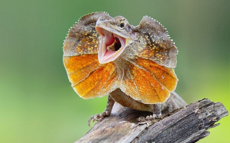 Thằn lằn | LAODONG.VN Thằn Lằn | Laodong.Vn