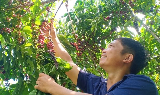 Vườn cà phê của anh Việt cho năng suất vượt trội. Ảnh: Phan Tuấn