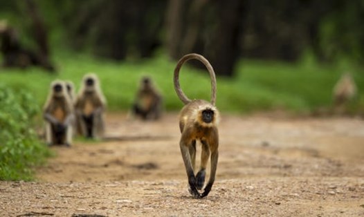 Hai con khỉ ở bang Maharashtra, Ấn Độ đã giết hại hàng loạt con chó, nghi để trả thù cho cái chết của một chú khỉ con. Ảnh: Getty/AFP