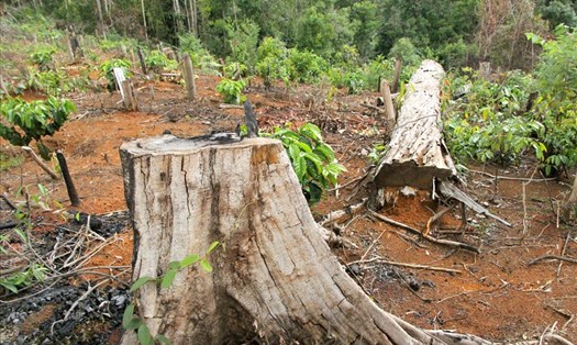 Một vụ phá rừng xảy ra trên địa bàn tỉnh Đắk Nông. Ảnh: Phan Tuấn