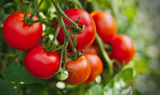 Cà chua là thực phẩm chứa nhiều quercetin, mang lại nhiều lợi ích đối với sức khỏe. Ảnh: Thanh Ngọc