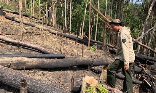 Hiện trường một vụ phá rừng ở lâm trường thuộc quyền quản lý của công ty lâm nghiệp Ea Kar. Ảnh T.X