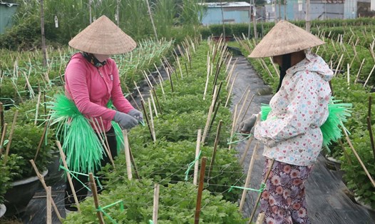 Người dân trồng hoa ở Đà Nẵng thấp thỏm vụ Tết. Ảnh: Thanh Chung