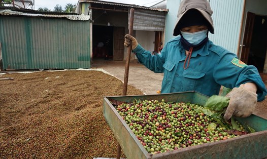 Đời sống của nhiều hộ nông dân trồng cà phê ở Tây Nguyên còn khó khăn. Ảnh: T.T