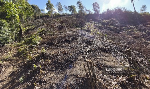 Cơ quan chức năng xác định vụ phá rừng đặc dụng Mường Phăng có dấu hiệu hình sự, hiện đối tượng liên quan đã bỏ trốn. Ảnh: Văn Thành Chương