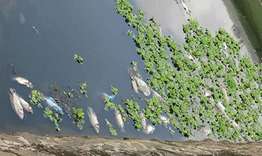 Đà Nẵng chi hơn 1.367 tỉ đồng để xử lý ô nhiễm, cải thiện môi trường các hồ ở nội thành. Ảnh: Lan Anh