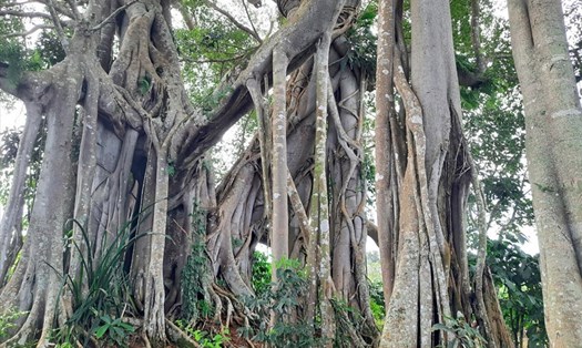 Cây đa di sản ở xã Đắk Som, huyện Đắk Glong, tỉnh Đắk Nông có tuổi đười hàng trăm năm tuổi.