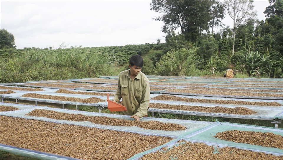 Từ chỗ xuất bán cà phê thô, anh Hoan đã chuyển sang chế biến cà phê bột chất lượng cao để gia tăng thu nhập. Ảnh: Phan Tuấn