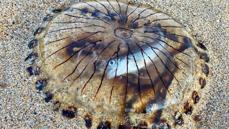 Những sinh vật biển kỳ lạ nhất bị dạt vào bờ trong năm 2021