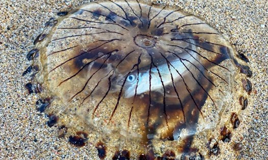 Con sứa mắc cạn với con cá còn nguyên trong bụng. Ảnh chụp màn hình