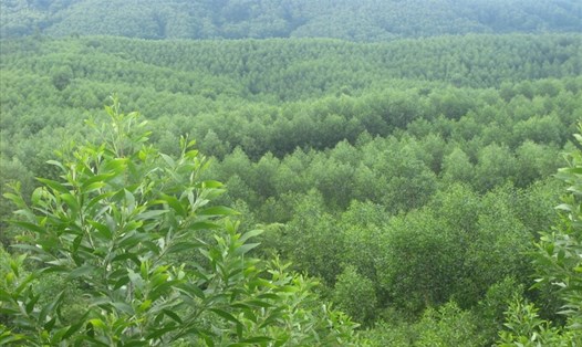Dự án trồng 1 tỉ cây xanh của Thủ tướng Chính phủ được triển khai mạnh mẽ tại nhiều địa phương. Ảnh: Hương Quỳnh