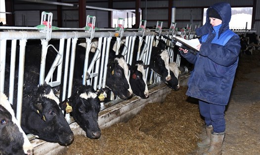 Tập đoàn T.H đầu tư trang trại bò sữa tại Nga. Ảnh: Thu Huyền