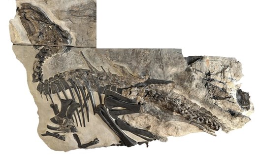 Bruno là bộ xương lớn nhất trong số các hóa thạch khủng long ở Villaggio del Pescatore. Ảnh: Khảo cổ Italia/Guardian