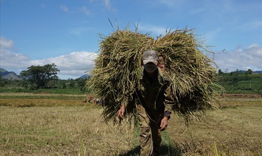 Người dân xã Nam Yang với gánh lúa mới gặt trên lưng ở cánh đồng làng Nú. Ảnh T.T