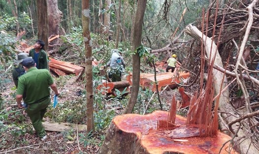 Công an tỉnh Gia Lai điều tra hiện trường vụ phá rừng. Ảnh: T.T