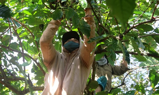 Người lao động về quê tránh dịch vừa có thêm thu nhập vừa giải quyết việc thiếu nhân công thu hoạch cà phê ở các địa phương. Ảnh:TH