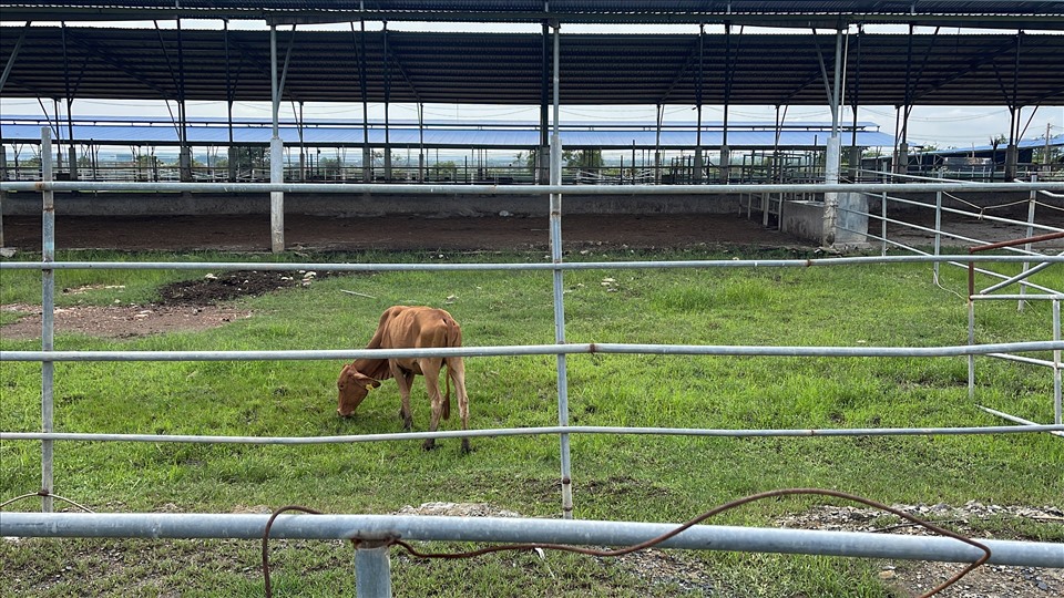 Con bò ốm trơ xương tại dự án "Trồng cỏ, nuôi bò sữa, thịt công nghệ cao". Ảnh: D.T