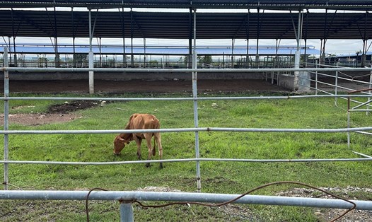 Con bò ốm trơ xương tại dự án "Trồng cỏ, nuôi bò sữa, thịt công nghệ cao". Ảnh: D.T