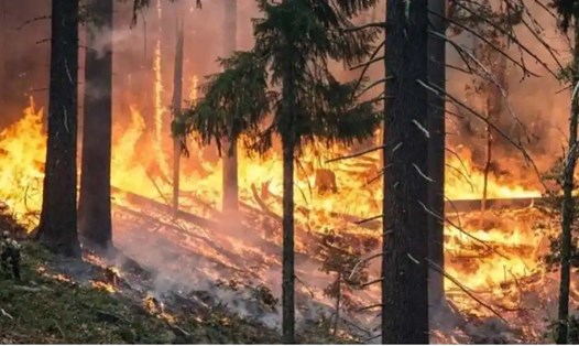 Tại Mỹ, hàng trăm ngôi nhà đã bị ảnh hưởng bởi các trận cháy rừng đang lan nhanh ở bang Colorado. Ảnh: AFP