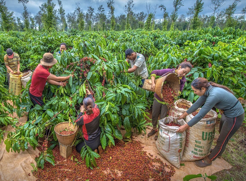 Tây Nguyên rộn ràng mùa thu hoạch cà phê