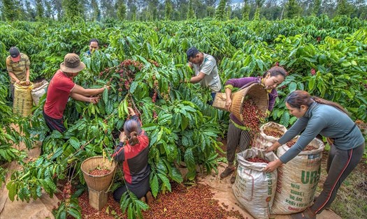 Nông dân Tây Nguyên rộn ràng bước vào mùa thu hoạch cà phê.