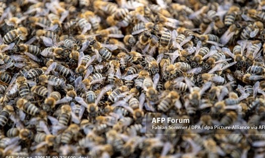 Ong mật phương Tây. Ảnh: AFP