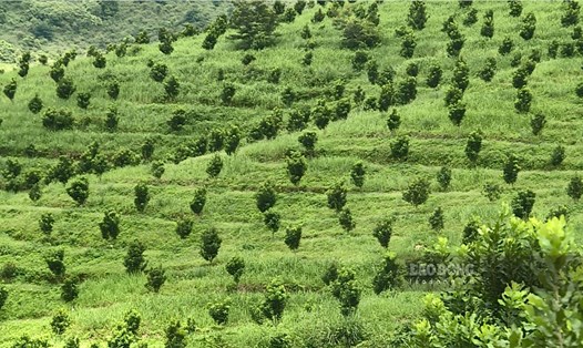 Hiện tỉnh Điện Biên đã trồng được hơn 3.800ha cây mắc ca, riêng năm 2021 trồng được hơn 920ha. Ảnh: Văn Thành Chương