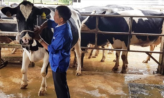 Việc Israel bỏ hạn ngạch nhập khẩu với một số sản phẩm bơ sữa sẽ tạo cơ hội cho các doanh nghiệp, đồng thời khuyến khích chăn nuôi bò sữa của Việt Nam phát triển. Ảnh minh họa: Vũ Long