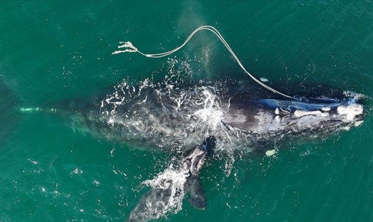 Hình ảnh cho thấy một con cá voi bị vướng víu với một sợi dây. Ảnh chụp màn hình/Guardian