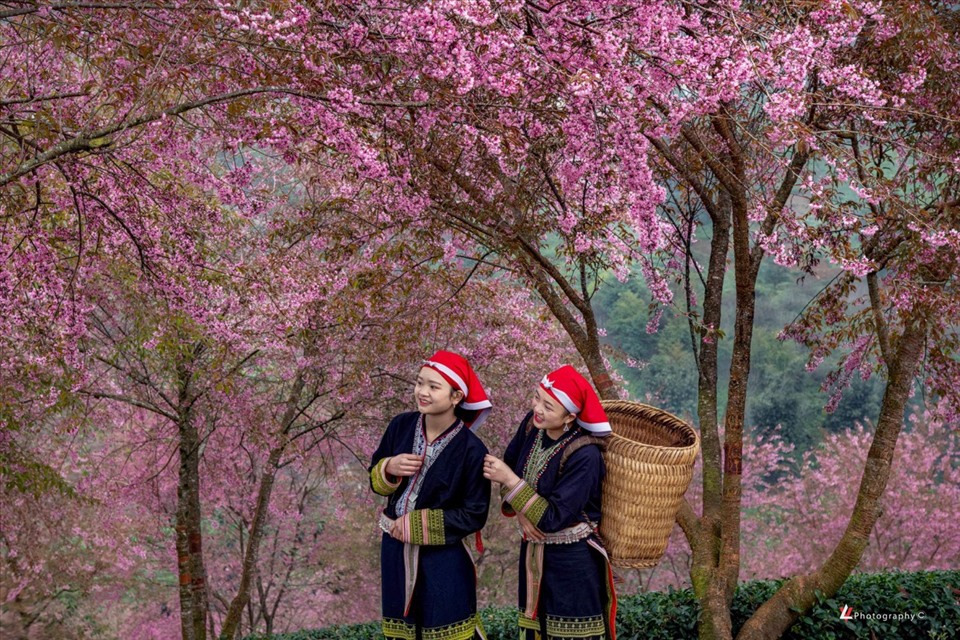 Du khách không nên bỏ lỡ một mùa anh đào đẹp như tranh vẽ ở Sa Pa trong tháng 12. Ảnh: Hà